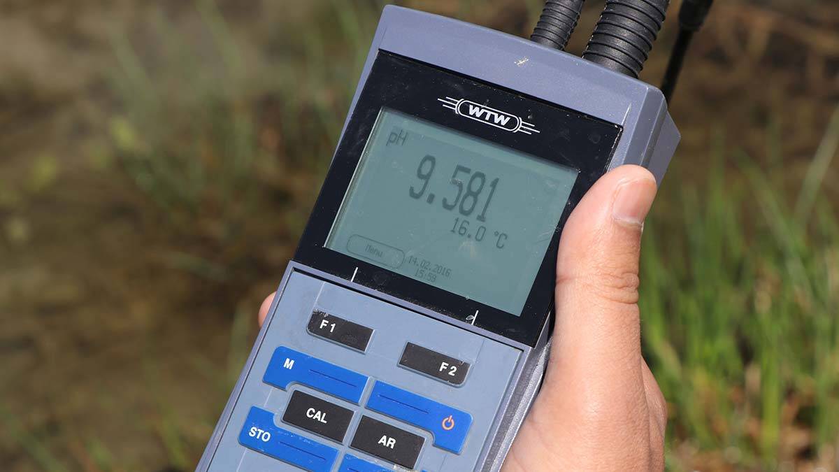 İnci kefali göç hazırlığında