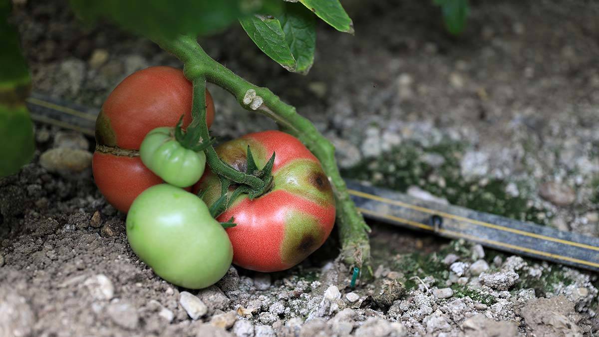 Antalya'daki domates üreticisi, i̇srail'den gelen tohumlarda ortaya çıktığı için 'i̇srail virüsü' denilen bitkilere yayılan virüs nedeniyle sıkıntı yaşıyor.