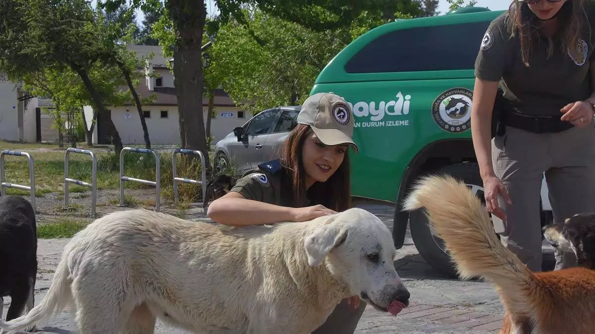 İzmir'de 8 emniyet personeliyle hizmet veren 'hayvan durum i̇zleme' haydi̇ ekibi can dostların yanında.
