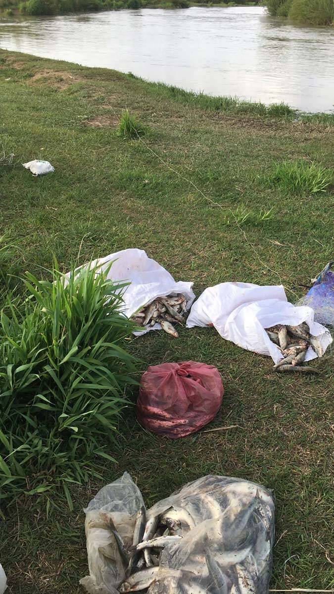 Van'ın Erciş ilçesinde, serpme ve manyat tipi ağlara takılı kaçak 500 kilo inci kefali ele geçirildi, kaçak avcılık yapan 14 kişiye 26 bin TL idari para cezası uygulandı.