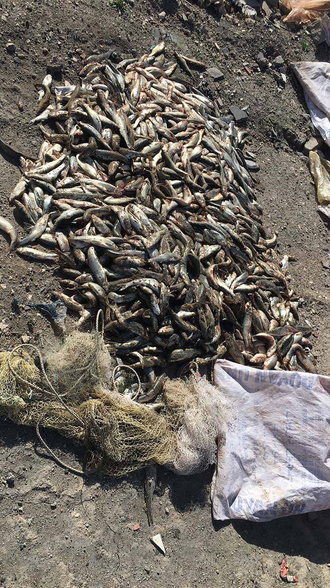 Kaçak 500 kilo inci kefali ele geçirildi