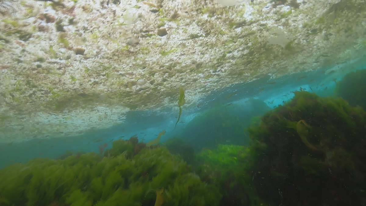 Şahintürk, "Şu an deniz yüzeyine çıkan deniz salyaları, dipte bulunan salyaların sadece yüzde beşi" dedi.
