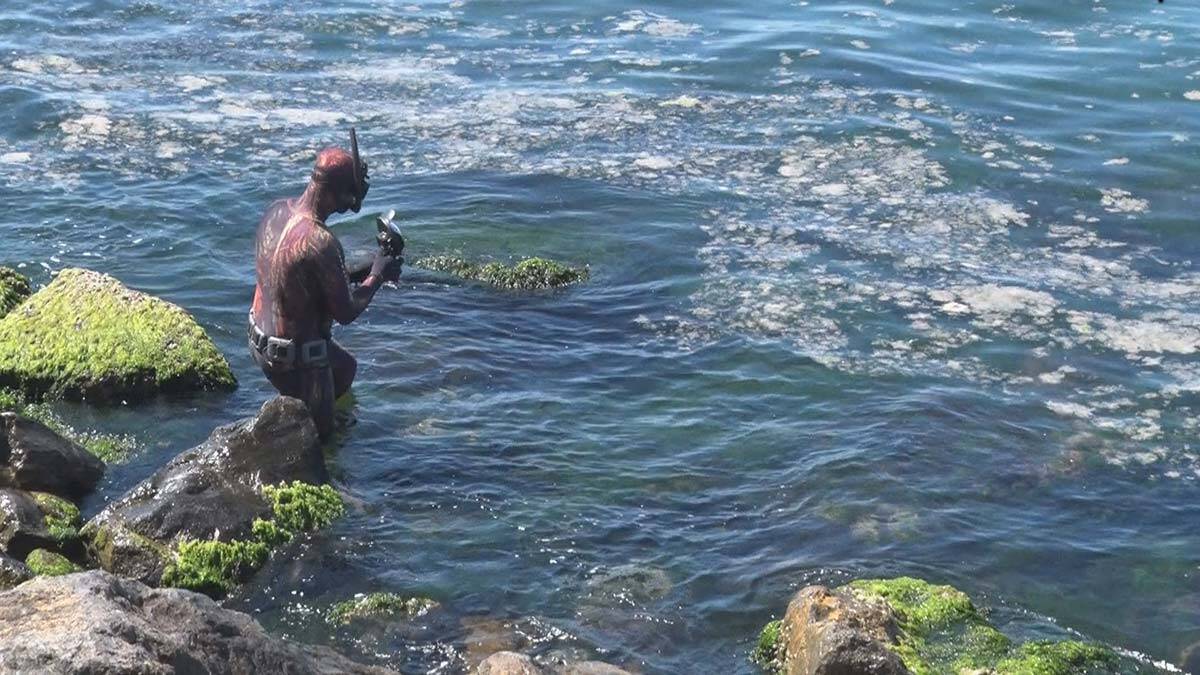 Deniz dibini saran deniz salyasını görüntüledi