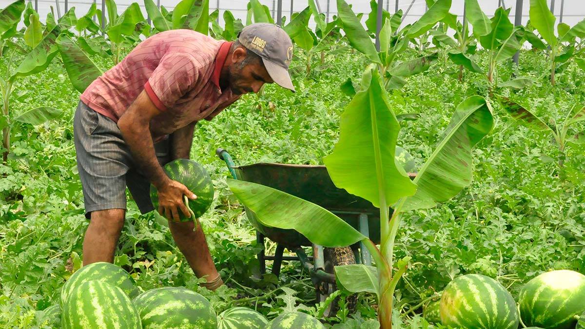 Muz serasına karpuz ekmiş