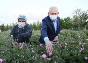 Kılıçdaroğlu Isparta'da gül topladı