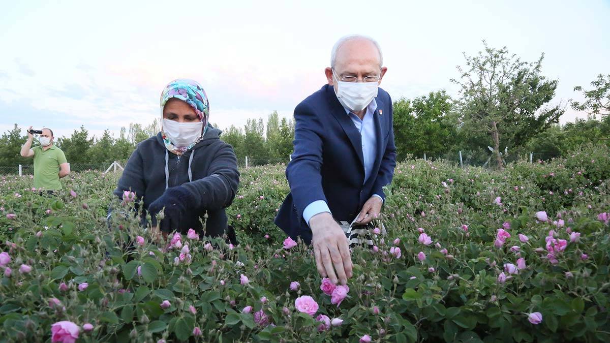 Kılıçdaroğlu Isparta'da gül topladı