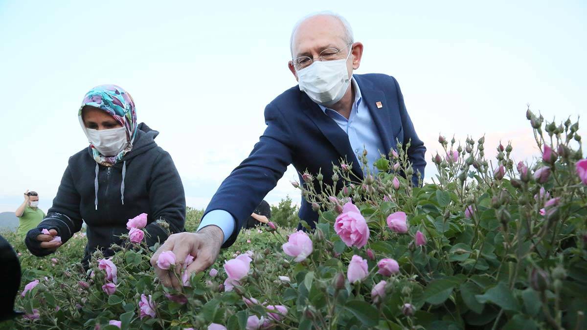 Kılıçdaroğlu Isparta'da gül topladı