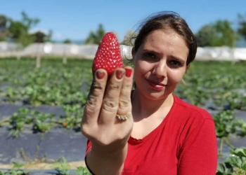 Kırmızı elmas hasadı başladı