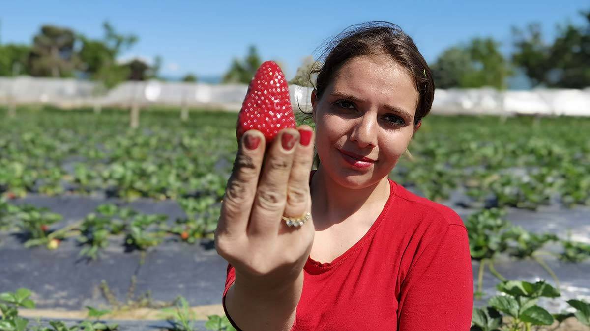 Kırmızı elmas hasadı başladı