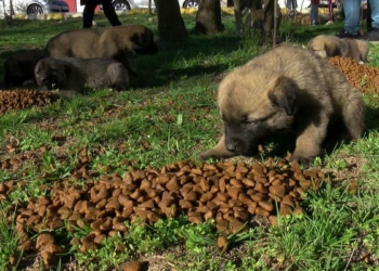 Kısıtlamada sokak hayvanları unutulmadı