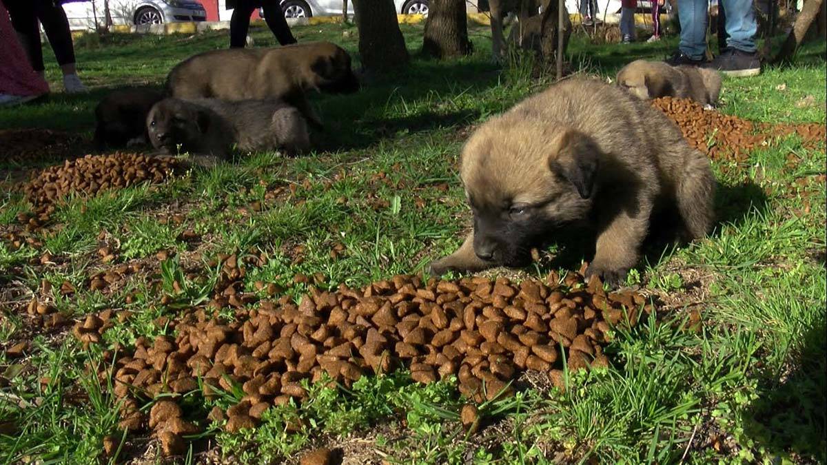 Kısıtlamada sokak hayvanları unutulmadı