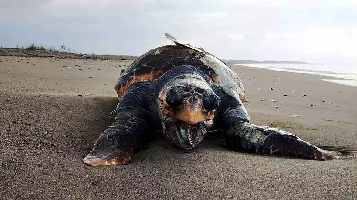 Kıyıya yakın ağlar kaplumbağalara ölüm tuzağı