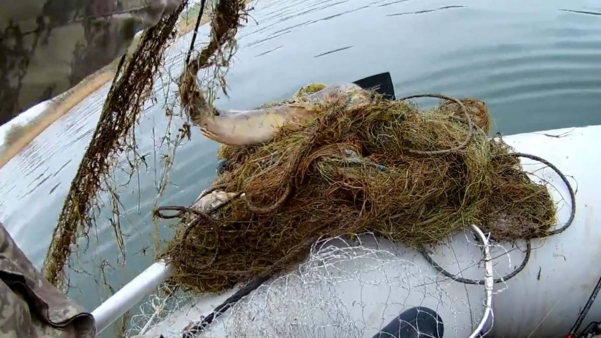 Kızılırmak'ta hayalet ağ katliamı