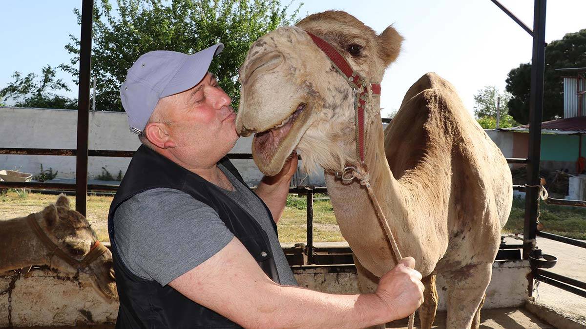Denizli'nin Sarayköy ilçesinde üretimi yapılan deve sütüne koronavirüs salgını döneminde talep yüzde 150 arttı. 