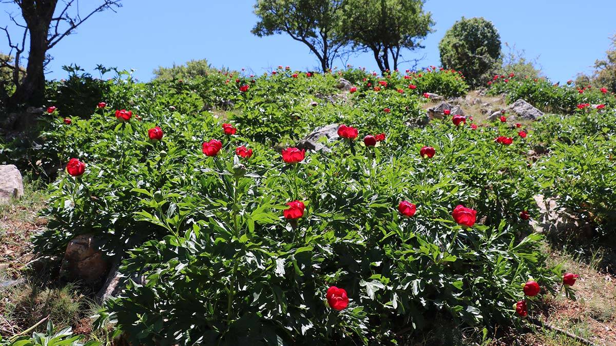 Ayı gülünü koparmanın cezası 80 bin 465 TL