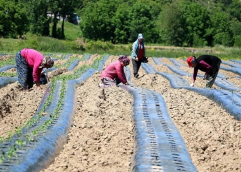 Köyünde tarıma başladı 20 kadını istihdam etti