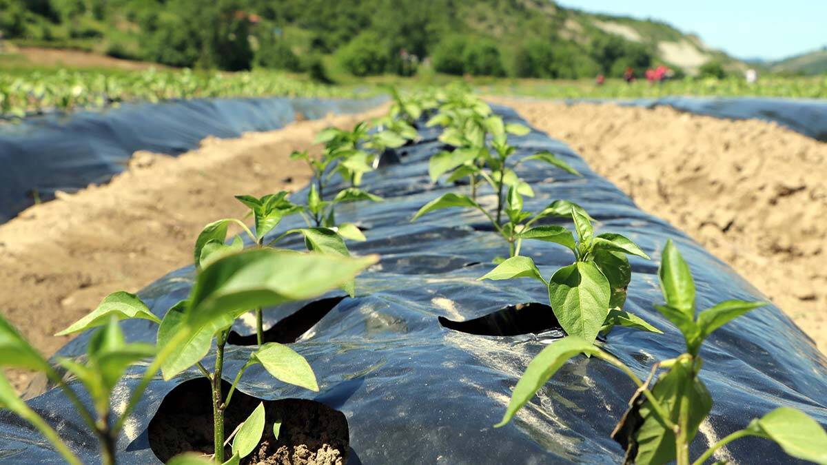 İstanbul'da yaşayan iş insanı Sezgin Çalışkan, köyünde 2,7 milyon liralık yatırımla tarıma başladı 20 kadını istihdam etti.