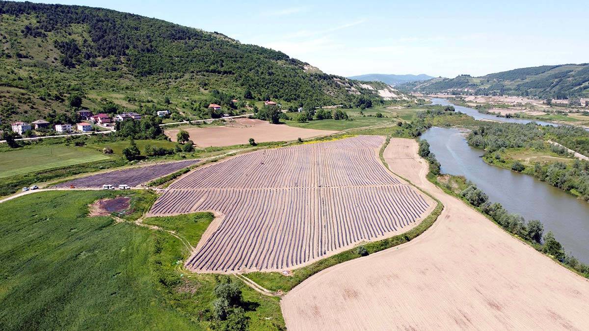 Çocukluk arkadaşlarıyla bir araya gelerek, Zonguldak'ın Çaycuma ilçesine bağlı Miyesseler köyünde 630 dönümlük araziyi kiralayıp, 2,7 milyon TL'lik yatırımla tarıma başladı.