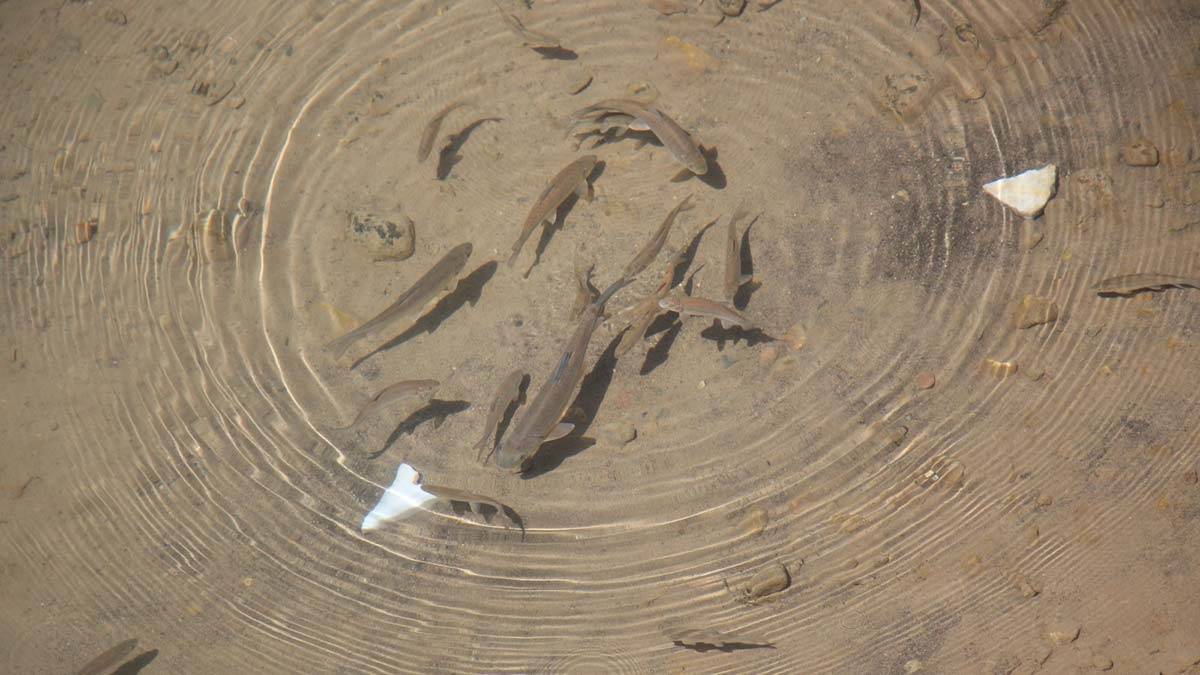 Kuruyan çaydaki balıklara itfaiyeden can suyu