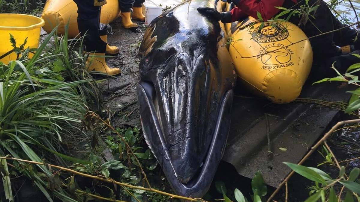 Thames Nehri'nden kurtarılan mink balina uyutuldu