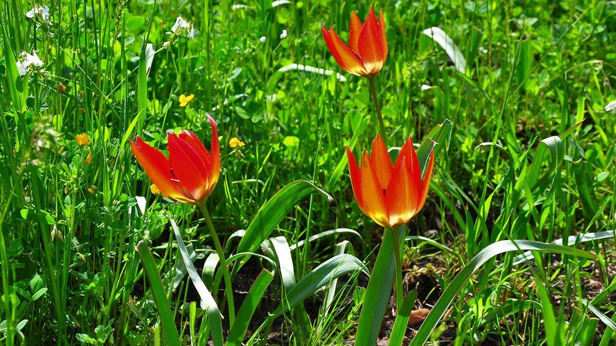 Manisa lalesini koparmanın cezası 80 bin 460 lira