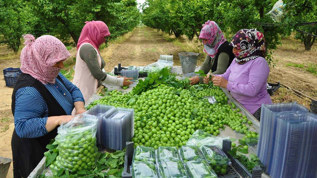 Turgutlu'da toptan kilosu 30 liraya kadar satılan eriğin fiyatı, üreticinin yüzünü güldürdü.