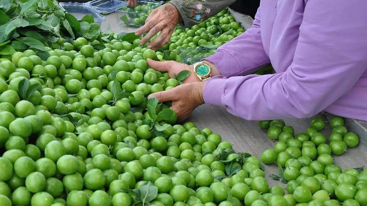 Turgutlu'da açık alanda hasadına başlanan, kilogramı 20 ile 30 lira arasında satışa sunulan dumanlı papaz eriğinde hasat başladı.