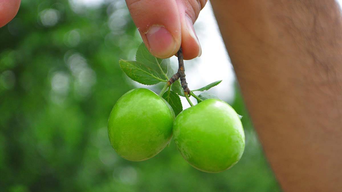 Dumanlı papaz eriğinde hasat başladı