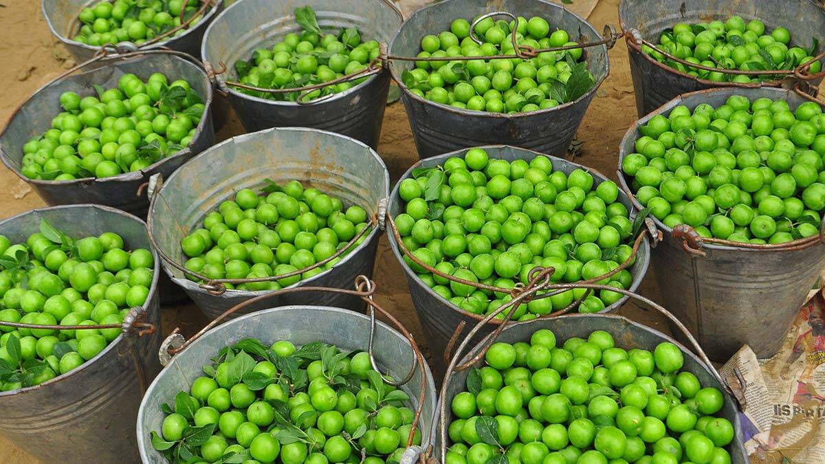 Dumanlı papaz eriğinde hasat başladı
