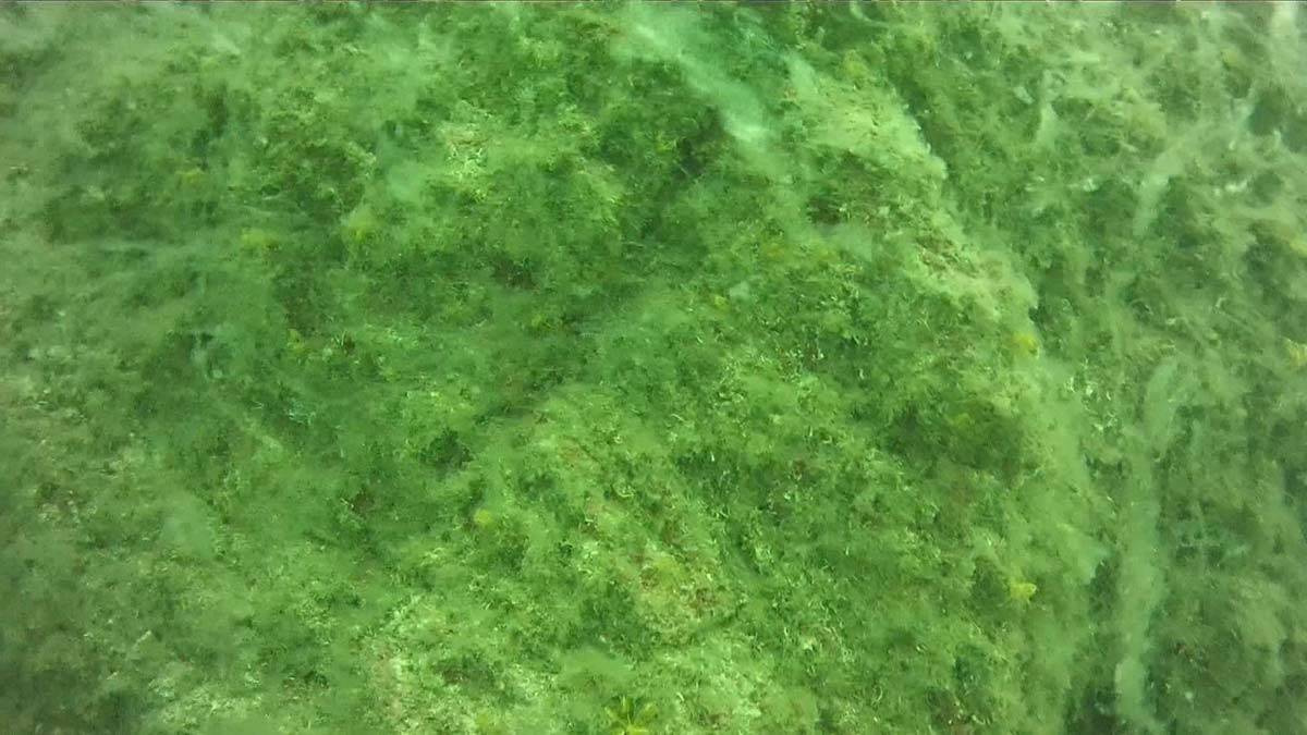 Marmara Denizi'nde salya araştırması