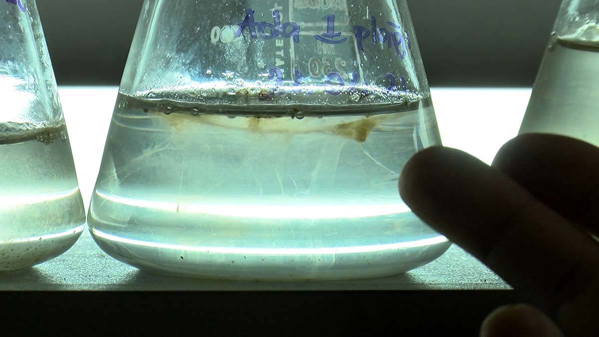 Marmara Denizi'nde salya araştırması... Dipte oranlar yüksek çıktı, bundan sonrasında dip ölümü bekliyoruz.