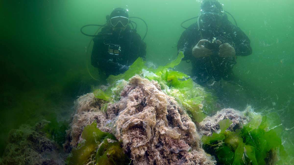 Marmara Denizi'ndeki salya, su altını da sardı