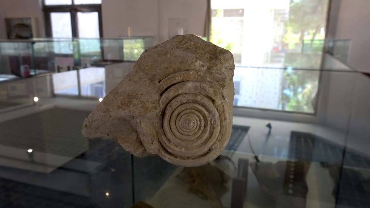 60 milyon yıl öncesine ait salyangoz fosili bulundu