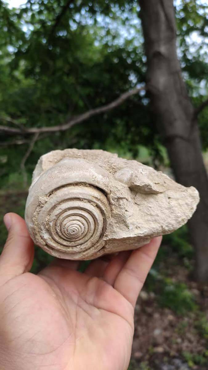 60 milyon yıl öncesine ait salyangoz fosili bulundu