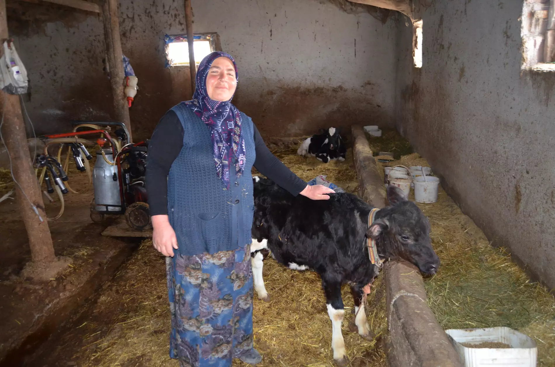 Aksaray'da 2 çocuk annesi hatice gökçe (51), 1 düve ile hayvancılığı başladı 11 yılda çiftlik kurdu geçen zaman içerisinde hayvan sayısını 12 ineğe yükseltti.