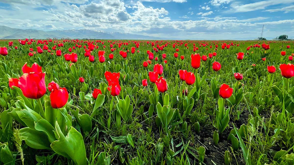 Muş Ovası'nda lale güzelliği
