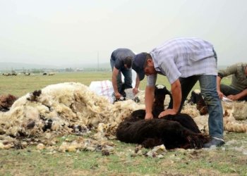 Muş yaylalarında koyun kırkım zamanı