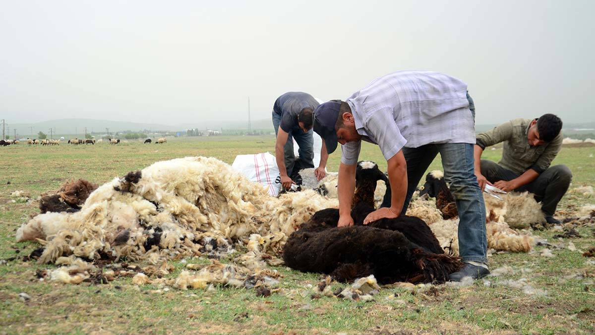 Muş yaylalarında koyun kırkım zamanı
