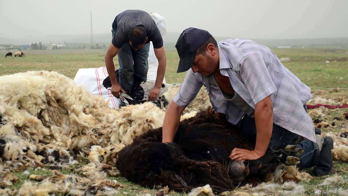 Havaların ısınmasıyla birlikte Muş yaylalarında koyun kırkım zamanı geldi, yaylalara çıkarılan küçükbaşlar makaslarla kırkılıyor.