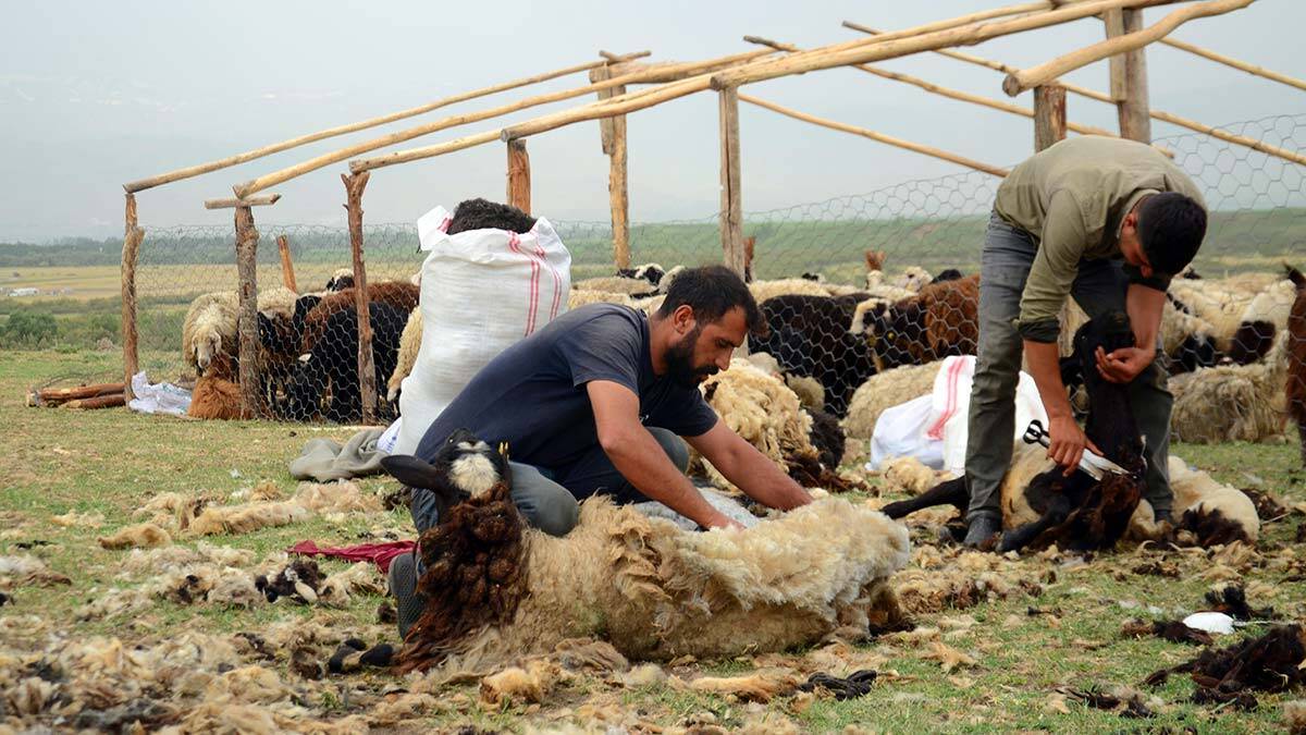 Muş yaylalarında koyun kırkım zamanı