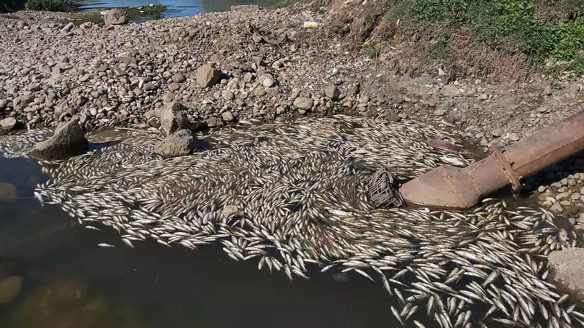 Toplu balık ölümlerinin nedeni kuraklık
