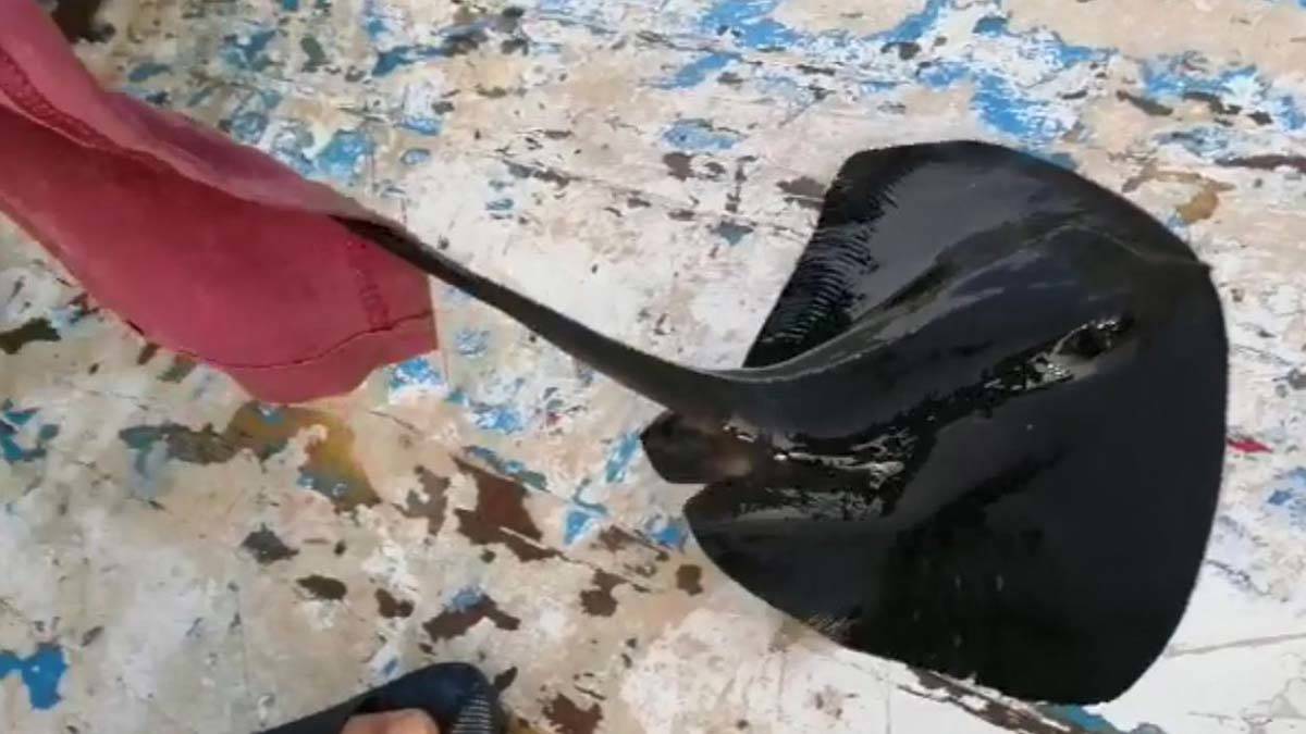 Mor vatoz oltaya takıldı