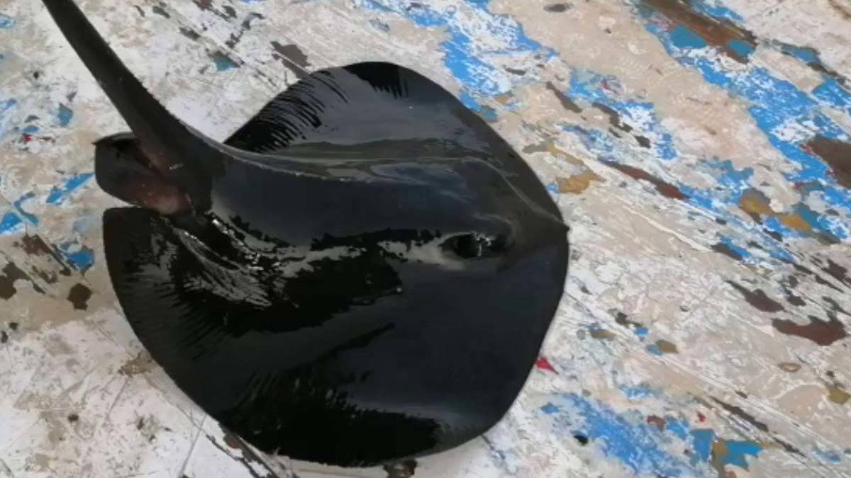 Antalya'da, kılıç balığı yakalamak için denize açılan balıkçı Mutlu Çam'ın oltasına, nesli tükenme tehdidi altında olan mor vatoz takıldı.