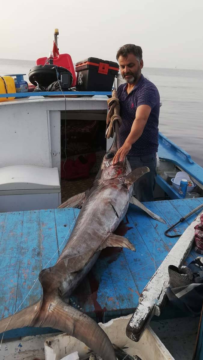 Mor vatoz oltaya takıldı