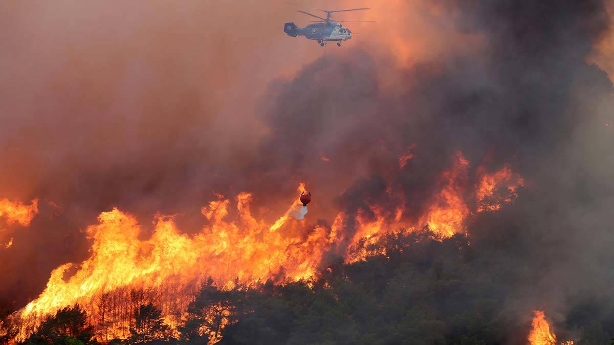 Orman kurtaracak 43 kural