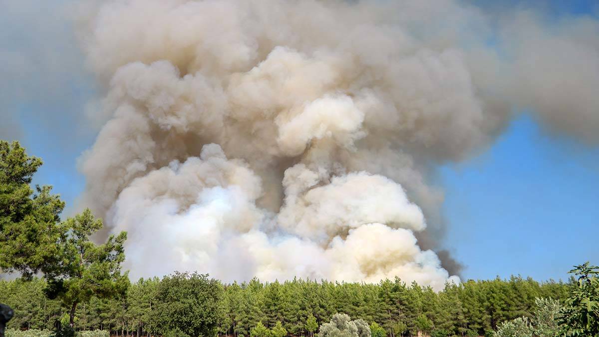 Orman kurtaracak 43 kural