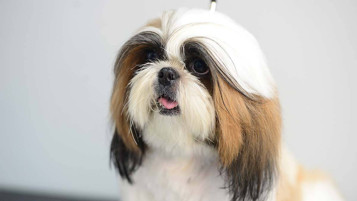 Pandemi çiftleri vurdu: Eşinize sevginizi sürekli dile getirin. Eğer sorumluluğunu alabilirseniz doğal psikolog olan evcil hayvan sahiplenin.