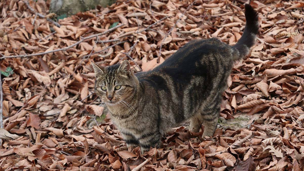 Pandemi çiftleri vurdu: Evcil hayvan sahiplenin