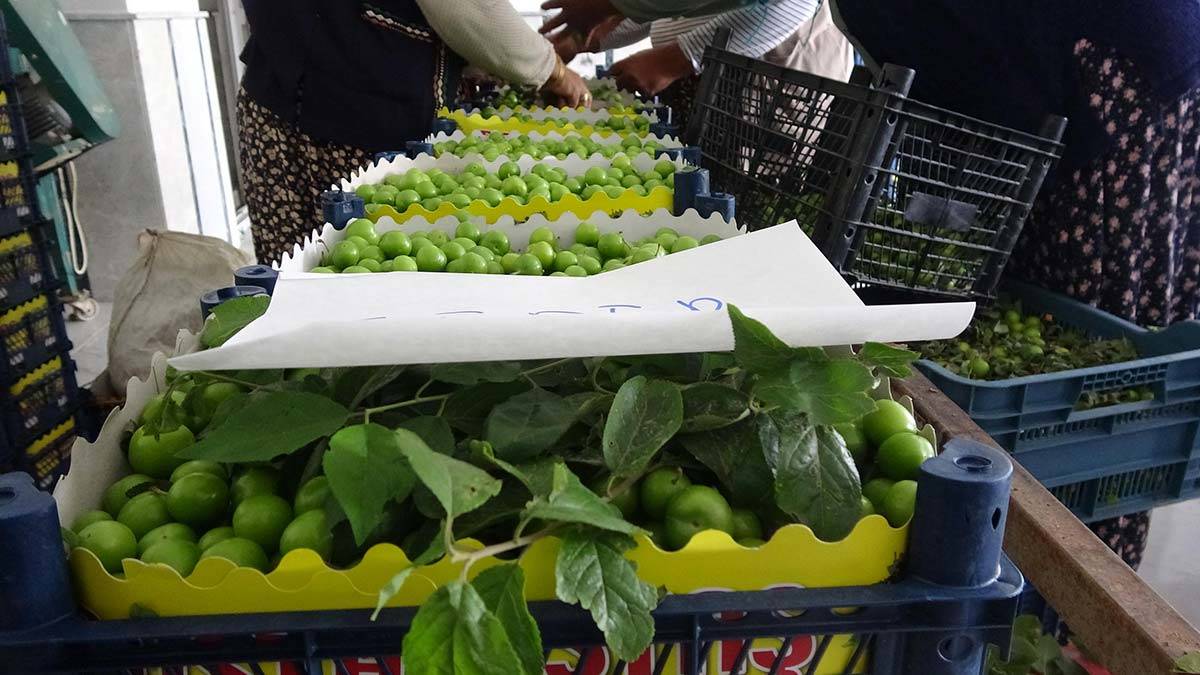 Papaz eriğinde hasat başladı