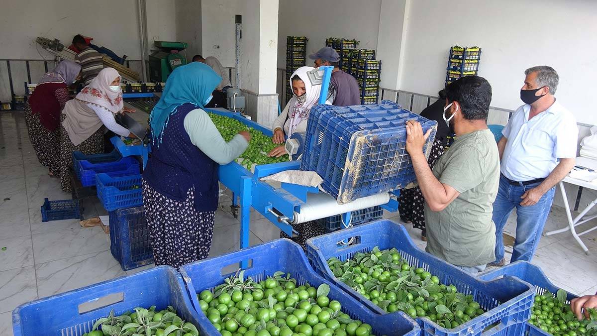 Papaz eriğinde hasat başladı